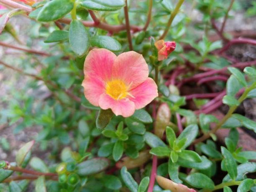 Beautiful blooming portulaca flowers in a garden..jpg