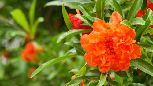 Beautiful flowers of India on a sunny day.jpg