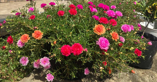 17 How to Grow Moss Rose FB jpg.jpg