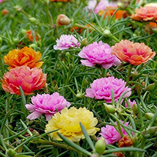 18 il 1080x N 3094836384 otcd jpg.jpg