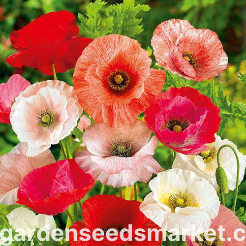 Archivnummer: N1509649.jpg