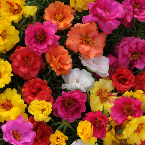 19 moss rose double mix 1 jpg.jpg