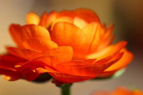 Closeup of a Ranunculus or Buttercup flower.jpg