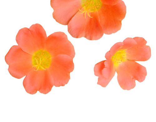 Blooming portulaca oleracea isolated white.jpg