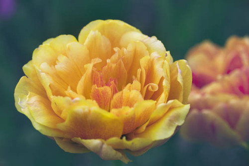 Bright yellow tulip with red stripes on a background of green grass.jpg