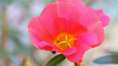 Closeup Common Purslane or little hogweed.jpg