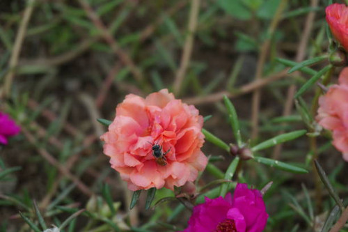 Close up image of a bee on verdolaga flower orange color in the garden..jpg