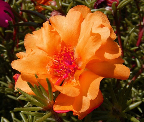 Moss Rose Orange Seeds Portulaca Grandiflora.jpg