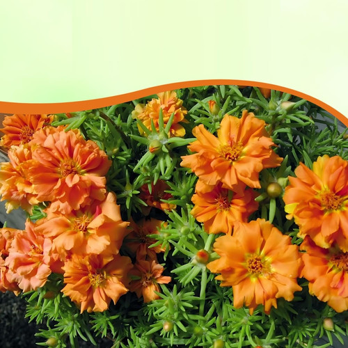 mossroseorange.jpg