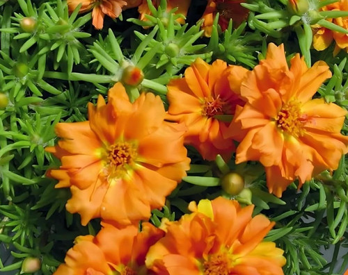mossroseorange c.jpg