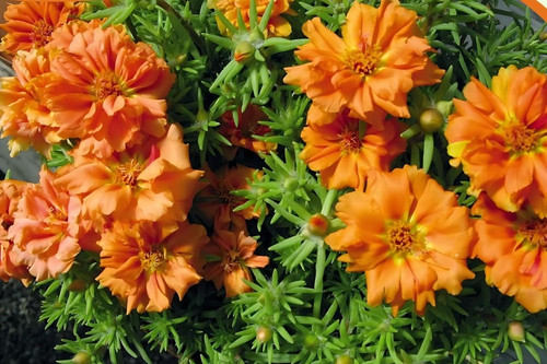 mossroseorange4.jpg