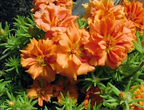 mossroseorange a.jpg