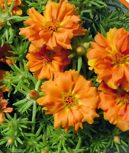 mossroseorange b.jpg