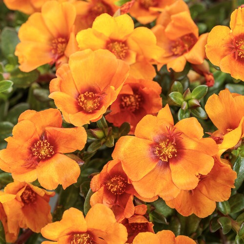 portulaca mojave mango tag 1.jpg