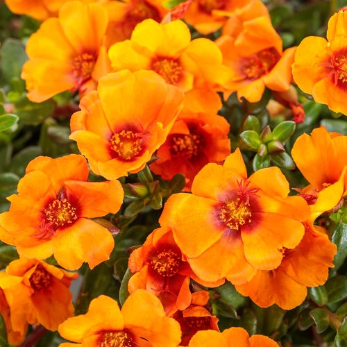 portulaca mojave mango tag.jpg