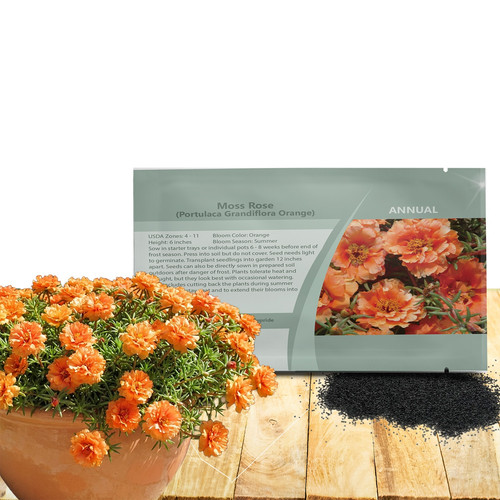 18668 mossroseorange.jpg