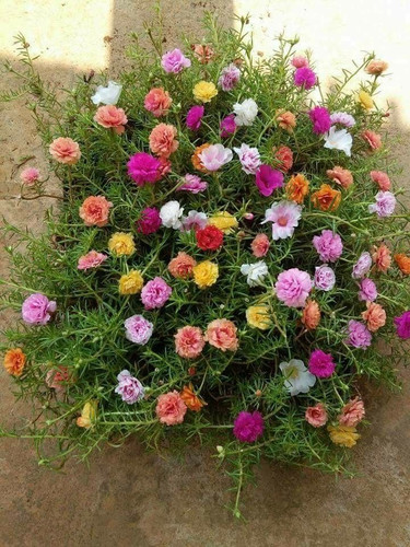 36 80f6bee01738356a13ecaa15d34092a2 jpg.jpg