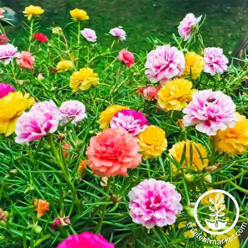 08 portulaca double mix flower seed comp jpg.jpg