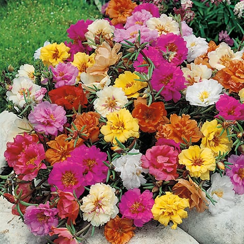 09 Portulaca grandiflora flpl Mix 14009421 jpg.jpg