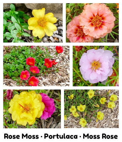 3 Rose Moss Portulaca Moss Rose.jpg