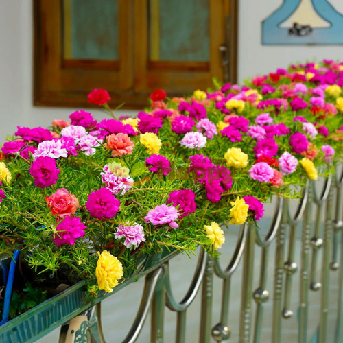 17 hover to zoom have one to sell sell it yourself moss rose longbloom double mixed 2000 seeds portu.jpg