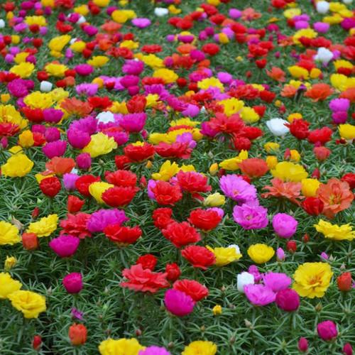 16 portulaca moss rose mix 1 jpg.jpg