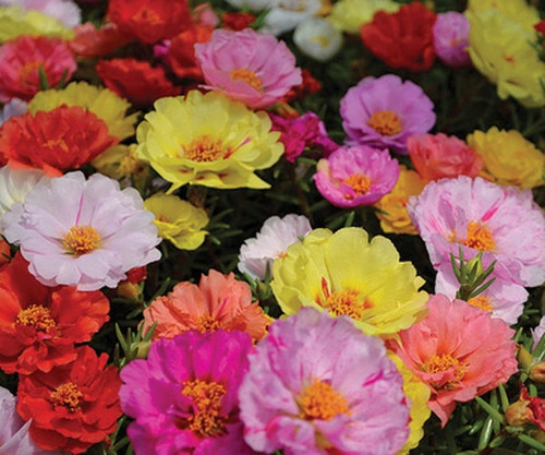 15 il 570x N 3715194583 1ogo jpg.jpg