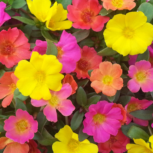 24 mojavemix tg pw 2015 1 jpg.jpg