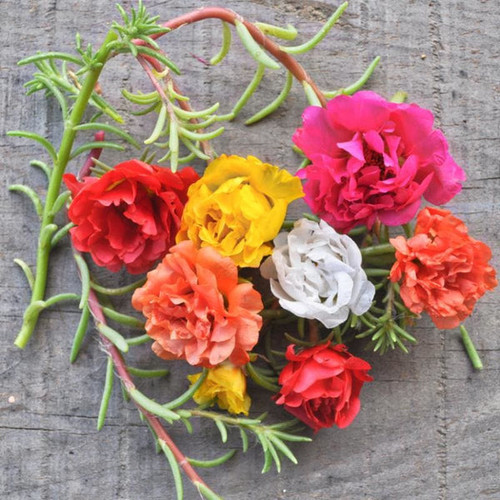 23 happy trails mix portulaca flowers pinetree garden seeds 725 grande jpg.jpg