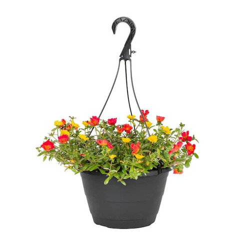 20 metrolina greenhouses annuals 9966 64 600 jpg.jpg