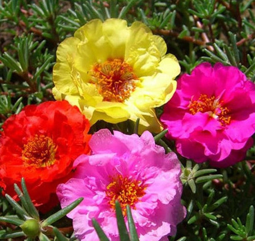22 Moss Rose Tropical Mix7 jpg.jpg