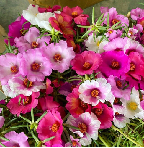 31 il 570x N 4869022717 qkxl jpg.jpg