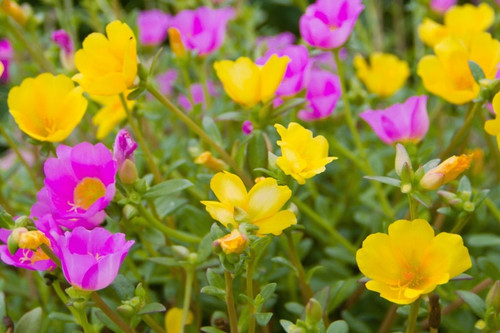 25 portulaca jpg.jpg