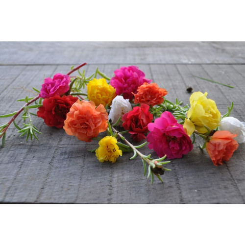 28 happy trails mix portulaca flowers pinetree garden seeds 745 jpg.jpg