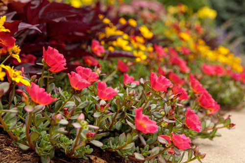 27 portulaca jpg.jpg