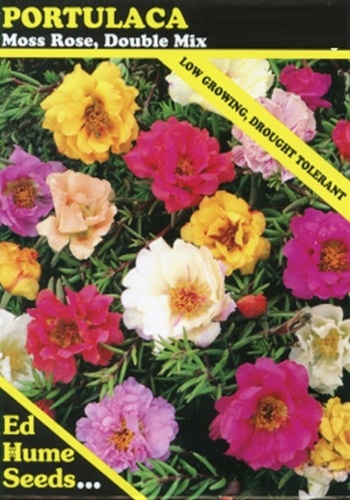 31 portulaca061 jpg.jpg