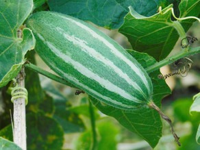 10 pointed gourd parwal potol ka.jpg