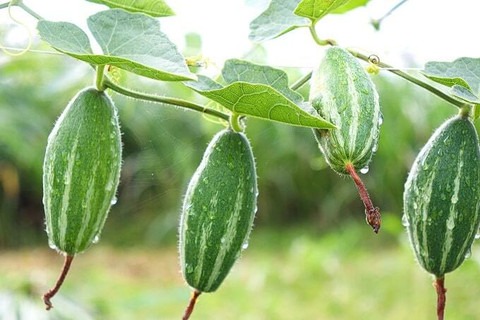 25 parwal seeds arshiayat origin.jpg