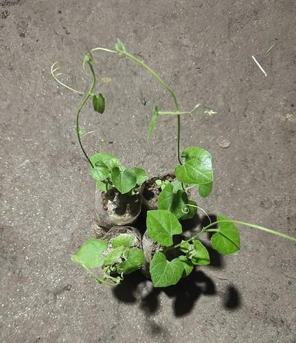 918XcTbxmuL. AC UF1000,1000 QL80.jpg