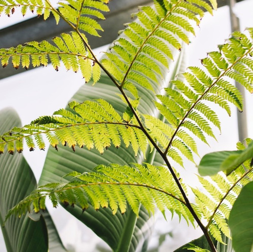 nature concept with natural leaves 23 2147685418.jpg