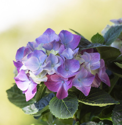 hydrangea 4210006 1920.jpg