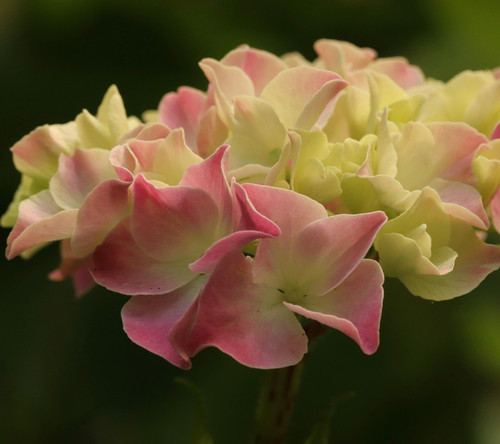 hydrangea 4307762 1920.jpg