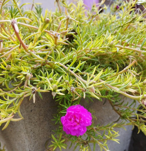 34 image captures bright pink moss rose portulaca grandiflora flower blooming trailing succulent pla.jpg