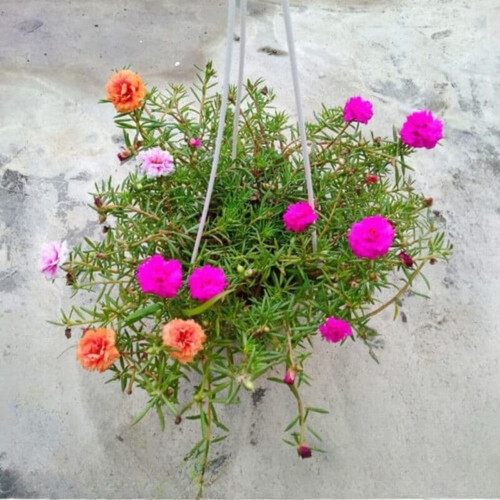 36 untitled design jpg 1 3.jpg