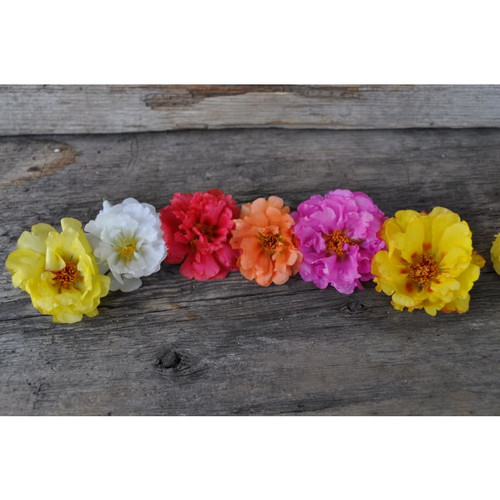31 happy trails mix portulaca flowers pinetree garden seeds 504 jpg.jpg