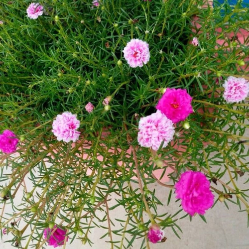 39 untitled design jpg 10.jpg