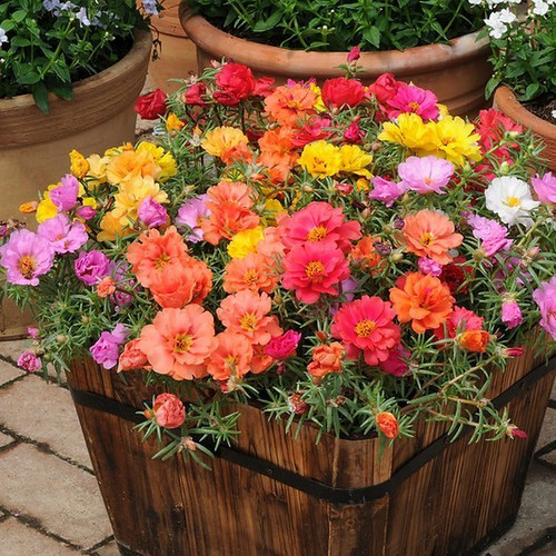 37 hyb portulaca happy trail series mixed jpg.jpg
