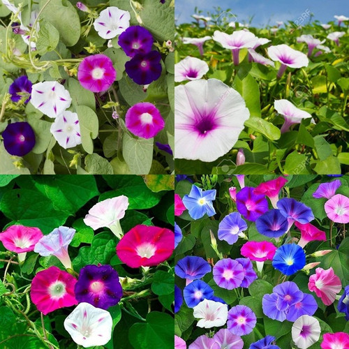 46 thai morning glory seeds ibai.jpg