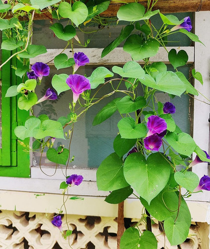 50 morning glory ipomea scarlet.jpg