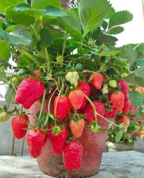 annual no yes strawberry plant g.jpg